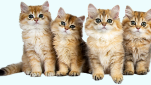 Cat Cafe with PAWS C